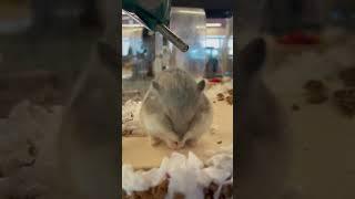 Hamster at the winter park library!#winterpark #hamsters #library #cute #animals