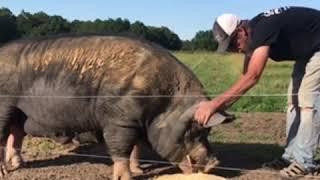 Huge Berkshire boar hog   |   Raising Pigs On Pasture