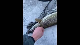 Как работает удочка в клеточку #fishing