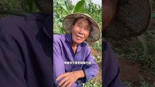 #我的乡村生活 #记录真实生活 #农业种植 #三农 #能为劳动人民点个赞吗