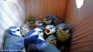 Blue Tit Nest Box - 6 Chicks - 55 Days of Nesting, Egg Laying, Hatching, Feeding & Fledging