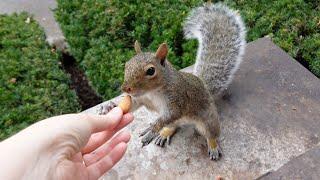 Squirrel comes to me when I call her but she has specific demands