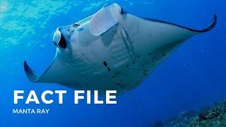 Facts about the Manta Ray