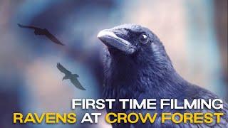 Raven In Flight & Call - Crows Visit At 1:40 // Corvus Corax & Corvus Corone // Kolkrabe mit Ruf