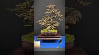 Larix Decidua @ Trophy Bonsai 2024 #bonsai #bonsaitree #bonsaishow #bonsaiart #bonsaiart #bonsaipot