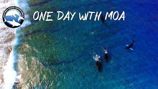 One day with MOA - Discover Moorea's marine wildlife