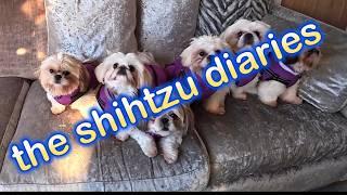 shihtzu diaries