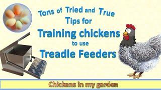 Training chickens to use a Treadle feeder