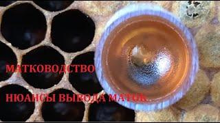 МАТКОВОДСТВО  НЮАНСЫ ВЫВОДА МАТОК