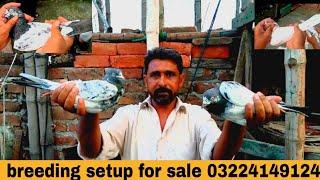 dharmpura pigeon club pigeon for sale #pigeon #chiri Mari khokar pigeon club