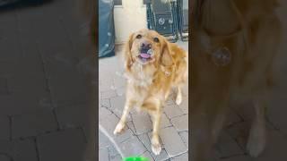 A Golden and her bubbles. #shorts #bubble #goldenretriever #dog