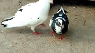 Pigeon Mating