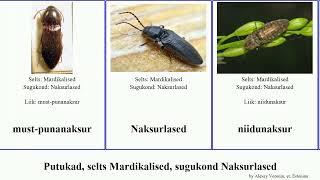 Putukad, selts Mardikalised, sugukond Naksurlased insect viljanaksur tähnik-punananaksur Bolger