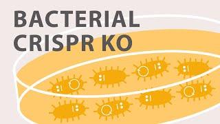 Gene Silencing Methods: CRISPR vs TALENs vs. RNAi