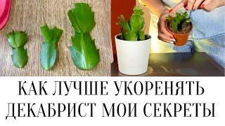 КАК ЛУЧШЕ УКОРЕНЯТЬ ДЕКАБРИСТ МОИ СЕКРЕТЫ /КАК ПРИЖИЛИСЬ ЧЕРЕНКИ ДЕКАБРИСТА (ШЛЮМБЕРГЕРА УСЕЧЕННАЯ)