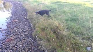 Leela collects rocks in a line.