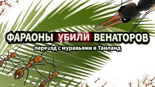 ФАРАОНЫ УБИЛИ ВЕНАТОРОВ - Переезд с муравьями в Таиланд