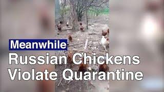 Russian Chickens Scolded for Disobeying Quarantine | The Moscow Times