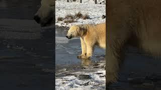 New toys for polar bears 