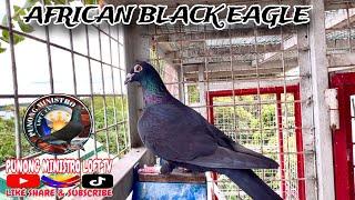 EP910 - ETO LAHAT NG AFRICAN BLACK EAGLES KO SA LOFT!