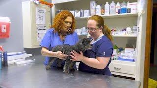 Veterinary surgeon undergoes a surgery of her own