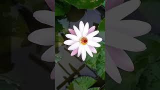 ಮುದುಡಿದ ತಾವರೆ ಅರಳಿದೆ /water plant