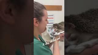 ЗЛОЙ ЕЖИК  #Shorts