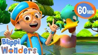 Blippi discovers how ducks float on water! | Blippi Wonders Educational Videos for Kids