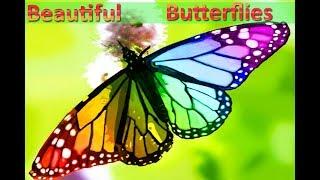 10 Beautiful Butterflies And Usual Butterflies | Video