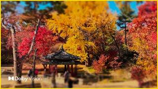 Changdeok Palace Secret Garden | Dolby Vision HDR | A good course to walk  Walking Photographer