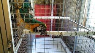 Вольер для 3-х попугаев Ара в частный дом. Размер 2 х 1 х 2,25 м.