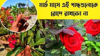 মার্চ মাসে এই গাছগুলি কাটতে ভুলবেন না, শেকড়ে দিন মালির বলা এই জিনিস | March Garden Work