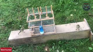 Catching a Baby Greenfinch #birdtrap #trap #goldfinch #greenfinch #passaros #trap_bird