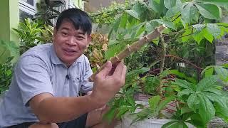 PLANT AND FORGET ANG PAGTATANIM NG KAMOTENG KAHOY #farming #gardening #garden