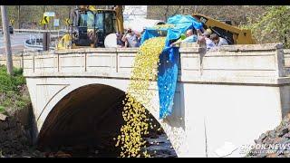 Schuylkill County's 2024 Avenues Rubber Ducky Race