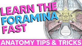 Cranial Foramina [Easy Anatomy Mnemonics]