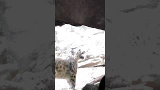 Snow Leopard: Bronx Zoo #nature #shorts #video #like #explore #animals #enjoy #zoo #travel #jungle