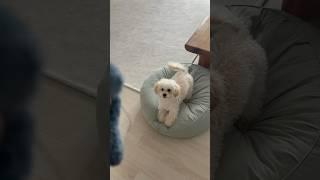 뱃살이 있어도 귀여운 토리