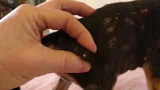 Removing Monster Mango Worms From Dog#1