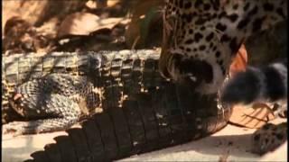 Black Caiman and Jaguar