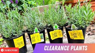 Walmart Plants! Clearance Haul | Fill your Garden for Less! | Garden Zone 5B