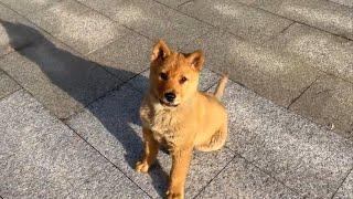 小姐姐花1500元，从广西买回一只田园犬，养了一周后网友直呼赚大了