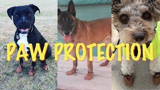 Pet Care Tips: HOW TO PROTECT YOUR DOGS FEET WITH DOG MOCS?