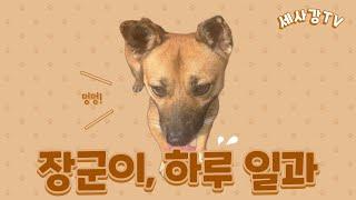 장군이의 하루 일과
