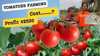 The cost of starting tomato farming and the profit to make| starting tomato farming from scratch