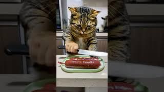 Cat Голодный кот #shorts  #прикол #смешно