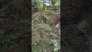 Grow Your Own Garden #backyardfarming