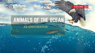 ANIMALS OF THE OCEAN 4K ULTRA HD NATURE VIEW WATER AZ EXPLORATIVE