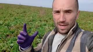 Супер-Агро картофель