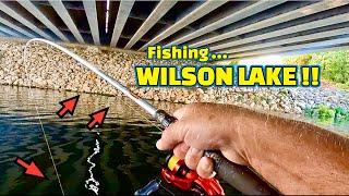 Fishing WILSON LAKE ( Multi Fish Species) on the TENNESSEE RIVER !!